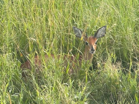 Steenbok in summer grass